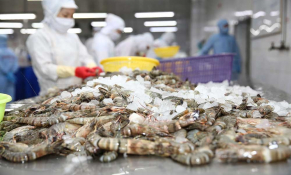 Kết luận sơ bộ trong vụ việc điều tra chống trợ cấp đối với tôm nước ấm đông lạnh từ Việt Nam