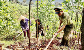 Hòa Bình hỗ trợ giúp nông dân tăng sinh kế từ rừng