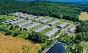 Mảng chăn nuôi của Hoàng Anh Gia Lai không mang lại lợi nhuận