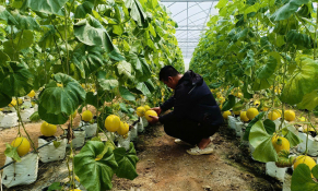 Nâng cao năng lực cạnh tranh cho các Hợp tác xã 