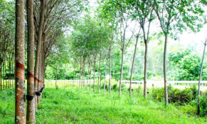 Lợi nhuận Quý I/2023 của Cao su Đồng Phú (DPR) tăng mạnh