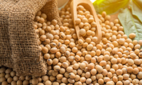 Đề xuất giảm thuế nhập khẩu khô đậu tương từ 2% xuống 0%
