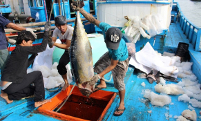 Một số bất cập trong quá trình khắc phục ''thẻ vàng'' IUU