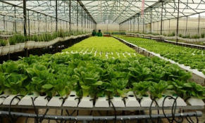  TP. HCM: Áp dụng các công nghệ sản xuất “xanh, sạch” theo hướng nông nghiệp hữu cơ