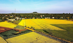 Vị ngon đặc biệt từ lúa gạo Buôn Chóah - Krông Nô