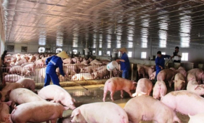 Đan Mạch và Việt Nam hợp tác xây dựng chuỗi giá trị thịt lợn