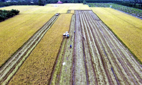 Khai mạc Festival quốc tế ngành hàng lúa gạo Việt Nam năm 2023