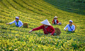 Phú Thọ thực hiện tái cơ cấu ngành chè theo hướng hữu cơ