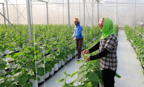 TP Hà Nội lựa chọn và thí điểm 5 mô hình hợp tác xã kiểu mới