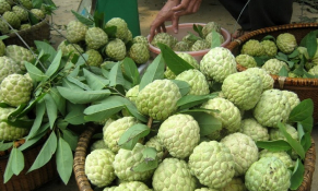 Lạng Sơn dự kiến doanh thu từ vựa na Chi Lăng đạt trên 1.200 tỷ đồng