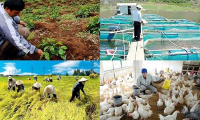 Hà Nội: Phát triển mô hình sản xuất nông nghiệp hữu cơ gắn với các chuỗi giá trị khép kín