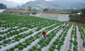 Sơn La: Mục tiêu trở thành trung tâm phát triển nông nghiệp ứng dụng công nghệ cao