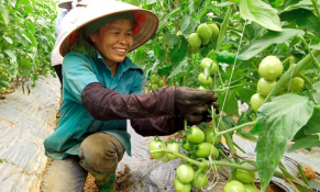 Đẩy mạnh vai trò của HTX là cầu nối giữa doanh nghiệp và nông dân