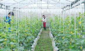 4 lý do để Yên Bái quyết tâm phát triển nông nghiệp hữu cơ