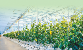 Bộ trưởng Bộ Nông nghiệp: Cần thúc đẩy tăng trưởng xanh trong nông nghiệp 