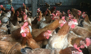 Chủ động ứng dụng công nghệ cao trong chăn nuôi gia cầm