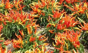 Trồng ớt đem lại đời sống ổn định cho nông dân Tiền Giang