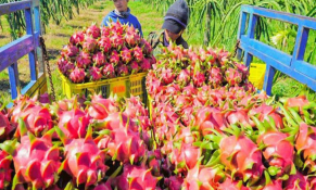 Thủ tướng chỉ đạo gỡ vướng cho xuất khẩu nông sản chủ lực