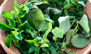 Rau gia vị Việt Nam sang châu Âu không bị kiểm soát dư lượng thuốc bảo vệ thực vật