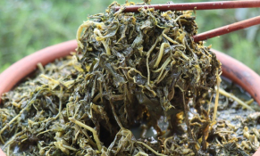 Rau sắn muối chua - từ món ăn dân dã đến sản phẩm OCOP đạt chuẩn 3 sao của tỉnh Phú Thọ.