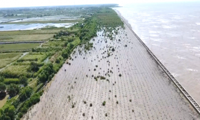 Điều chỉnh đầu tư Dự án Kết hợp bảo vệ vùng ven biển và phục hồi đai rừng ngập mặn tỉnh Kiên Giang và Cà Mau