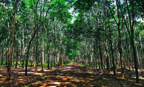 Cao su Đồng Phú – DPR đầu tư hơn 100 tỷ đồng để phát triển BĐS khu công nghiệp