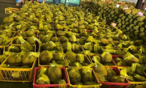 Thông báo mới nhất của Trung Quốc về kiểm dịch động thực vật với sầu riêng tươi nhập khẩu từ Việt Nam