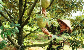 76 cơ sở sản xuất, chế biến sầu riêng của Việt Nam được Trung Quốc công nhận đạt chuẩn