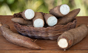 Giữa tháng 1/2024: Giá sắn củ tươi tại miền Trung và miền Bắc tăng do nguồn cung thấp