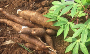 Đầu tháng 10/2022: Giá sắn và sản phẩm từ sắn tại Thái Lan ổn định, giá nội địa giảm nhẹ