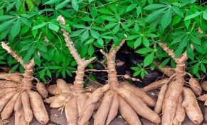 Giá sắn tại một số tỉnh khu vực miền Trung tăng do nguồn cung giảm