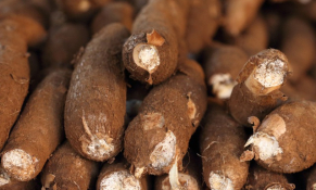 Giá sắn nguyên liệu tại khu vực miền Trung và miền Bắc đầu tháng 1/2024 tăng so với cuối năm 2023