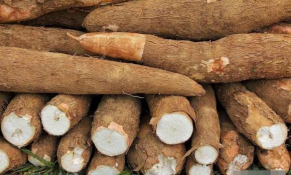 Giá sắn trong nước giảm, xuất khẩu sắn và sản phẩm sắn giảm so với cùng kỳ năm ngoái