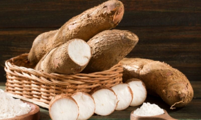 Giá sắn tươi tại miền Trung, Tây Nguyên tiếp tục đứng ở mức cao