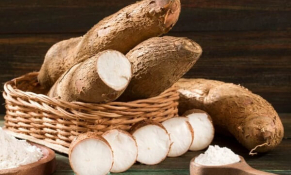 Giá sắn tươi trong nước đầu tháng 5/2023 ổn định 