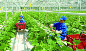 Sản xuất nông nghiệp của Hà Nội đạt 21.454 tỷ đồng trong 6 tháng năm 2022