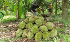 Giữ chất lượng để sầu riêng Khánh Sơn vươn ra thị trường thế giới