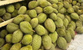 Cần Thơ tìm giải pháp phát triển ngành hàng sầu riêng đạt chất lượng xuất khẩu