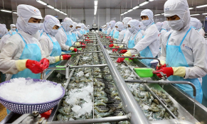 Xuất khẩu tôm trầm lắng ở thị trường Mỹ, EU nhưng tăng trưởng tốt ở châu Á