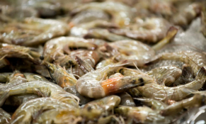 Hoa Kỳ tiếp nhận Đơn đề nghị điều tra chống trợ cấp tôm nước ấm đông lạnh nhập khẩu từ Việt Nam