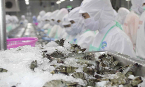 Hoa Kỳ khởi xướng điều tra chống trợ cấp tôm nước ấm đông lạnh của Việt Nam