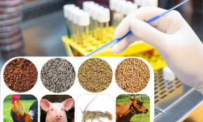 Việt Nam phấn đấu sản lượng thức ăn chăn nuôi công nghiệp đạt 24 - 25 triệu tấn vào năm 2025