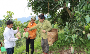 Liên minh Hợp tác xã tỉnh Sơn La đẩy mạnh kinh tế tập thể phát triển bền vững