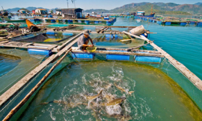 Sản lượng nuôi trồng thủy sản thế giới dự kiến sẽ tăng lên 106 triệu tấn vào năm 2030