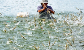 Đồng hành cùng người nuôi tôm Việt Nam