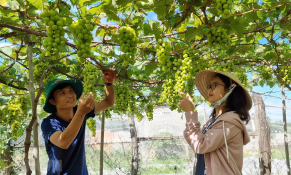 Ninh Thuận phát triển giống nho mới, tăng sức hút thị trường