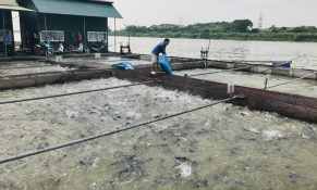 Bắc Ninh phấn đấu tổng sản lượng thuỷ sản đạt hơn 41 nghìn tấn năm 2024