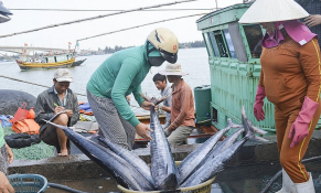 Xuất khẩu thủy sản Việt Nam gặp khó khăn khi Nhật Bản áp dụng cơ chế mới
