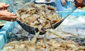 Thuế đối ứng Hoa Kỳ: “Cú sốc” hay bước ngoặt chiến lược cho thủy sản Việt Nam