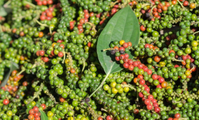 Hồ tiêu giảm sâu trong ngắn hạn